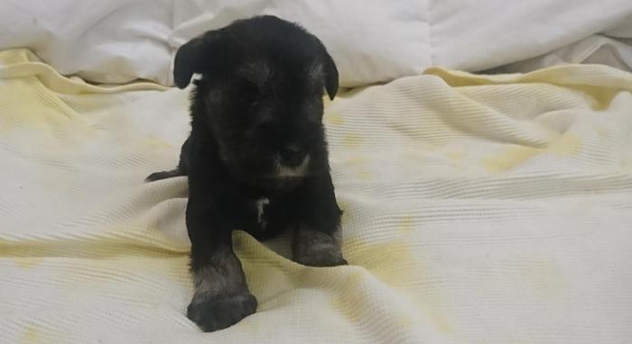 Mini Schnauzer pups for sale