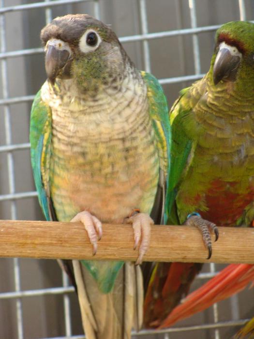 Pairs Of Conures.Pineapples,Fallows,Blues,Normals,Yellowside