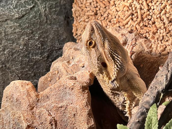 Bearded dragon for sale with enclosure 