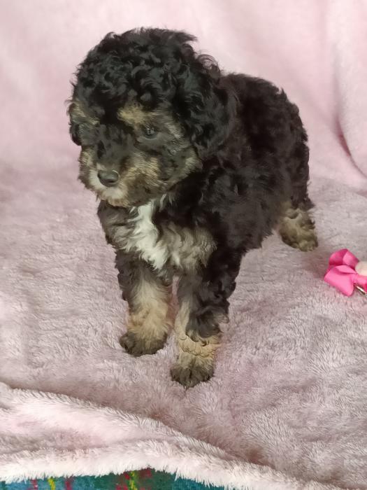Pretty Toy Poodle Girl