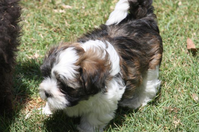 lhasa apso  male and female purebred 6 weeks old