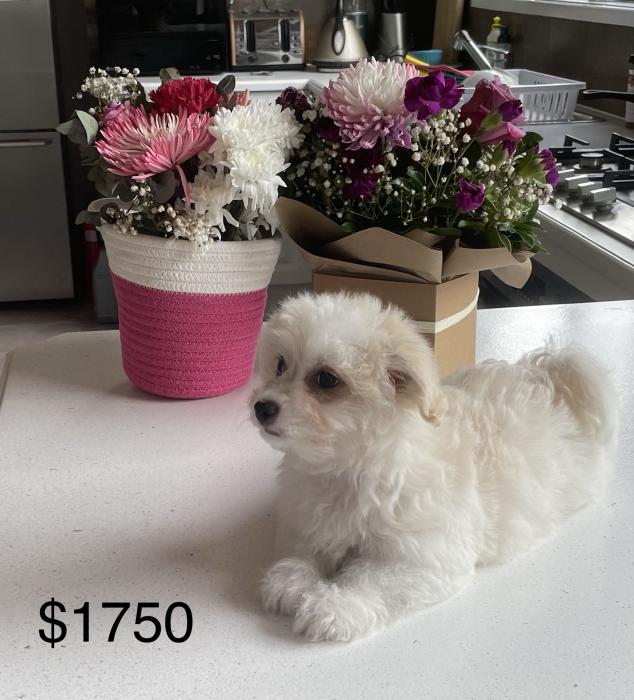 Maltese chihuahua price on photos from $1650