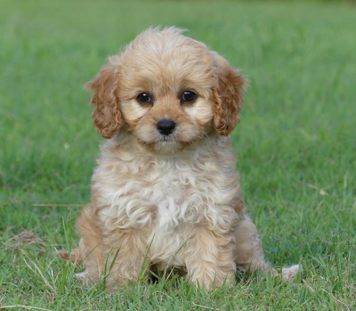 Cavoodle Gold Female First Gen DNA tested $3300 ready now