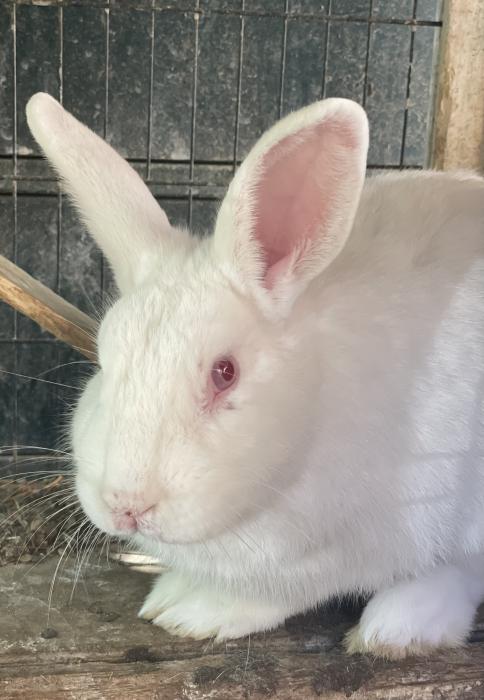 Rescue Rabbit FREE TO GOOD HOME 