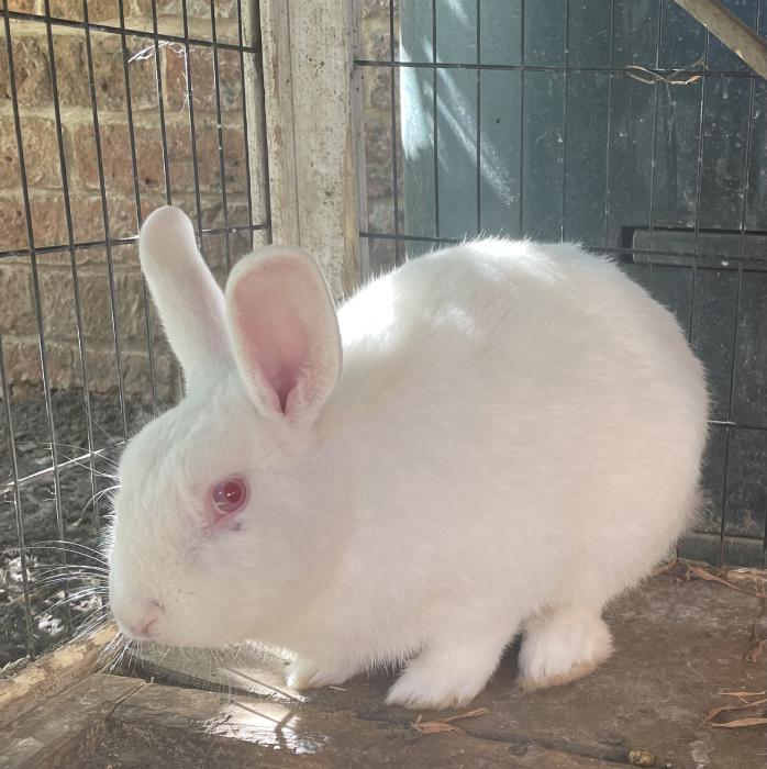 Rescue Rabbit FREE TO GOOD HOME 