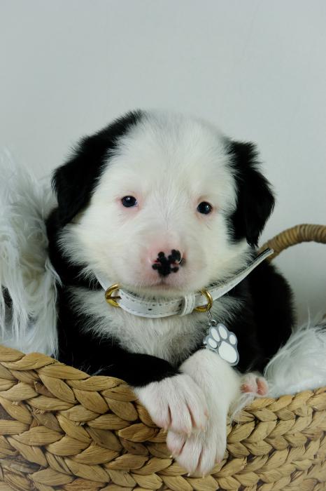 Black and White Border Collie Puppies $1200
