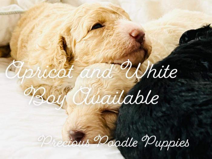 Mini poodle puppies. DNA clear. Purebred hypoallergenic 