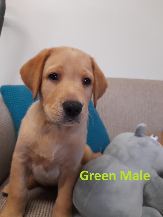 $1200.00 Golden / Red Male Labrador Pup - DNA Clear 