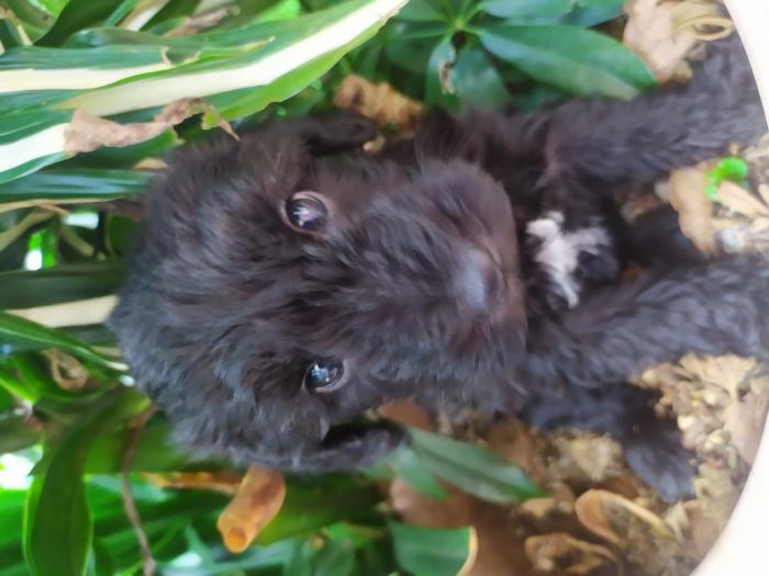 Adorable Mini Schnoodle Pups 5 weeks
