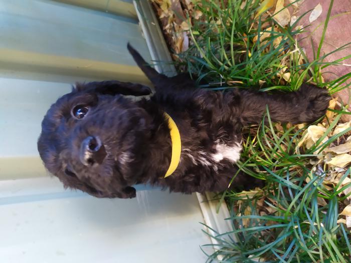 Adorable Mini Schnoodle Pups 5 weeks