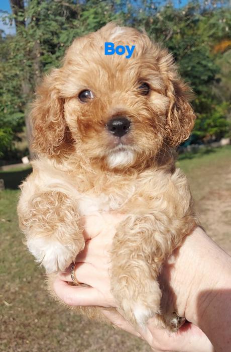 F1 Cavoodle Pups Delivery to Brisbane 28th May