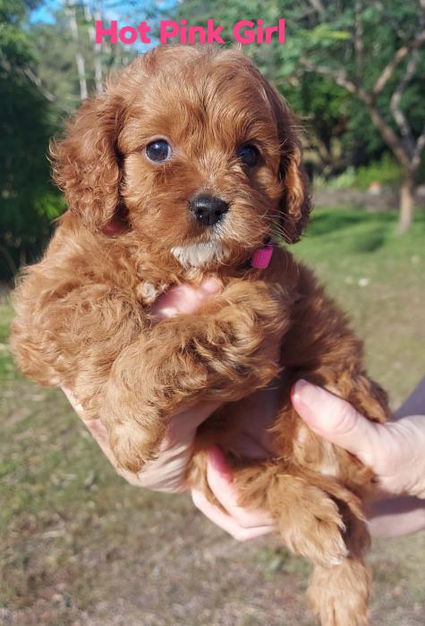 F1 Cavoodle Pups Delivery to Brisbane 28th May