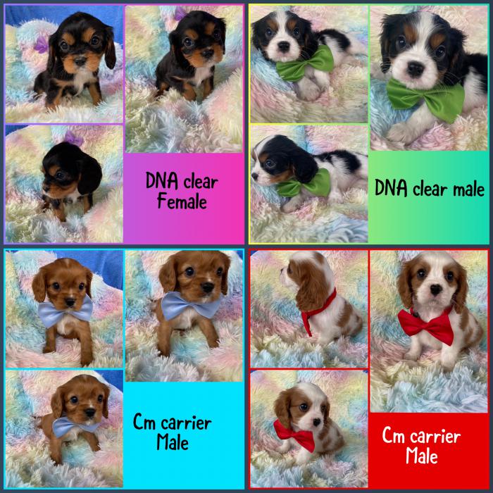 Dna clear cavaliers reduced 