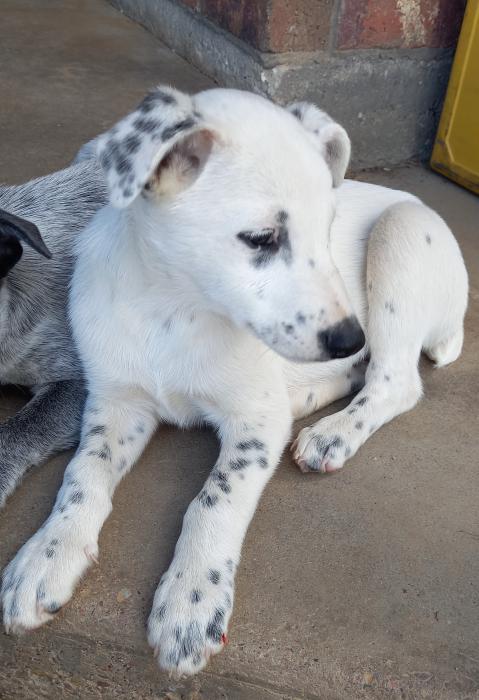 3 Male Cattle Pups For Sale