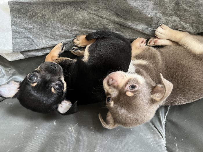 Chihuahua male & female