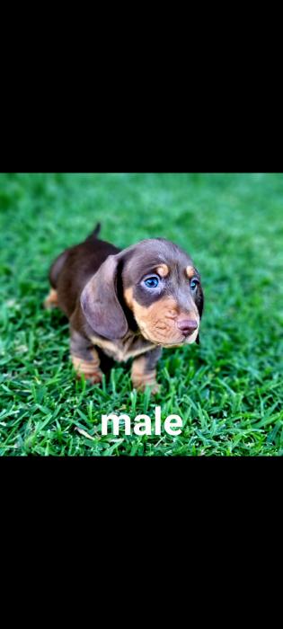 Mini dachshund puppy $2000