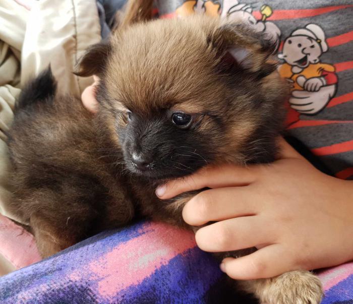 2 adorable pomeranian puppies $3800 - 1 boy, 1 girl