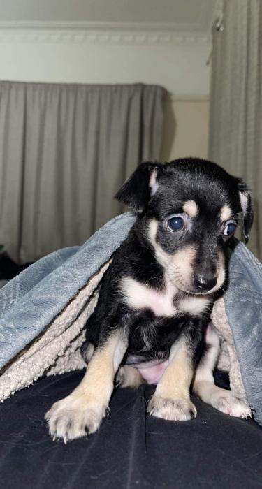 Chihuahua cross Foxy puppy for sale ! Reduced $1800!