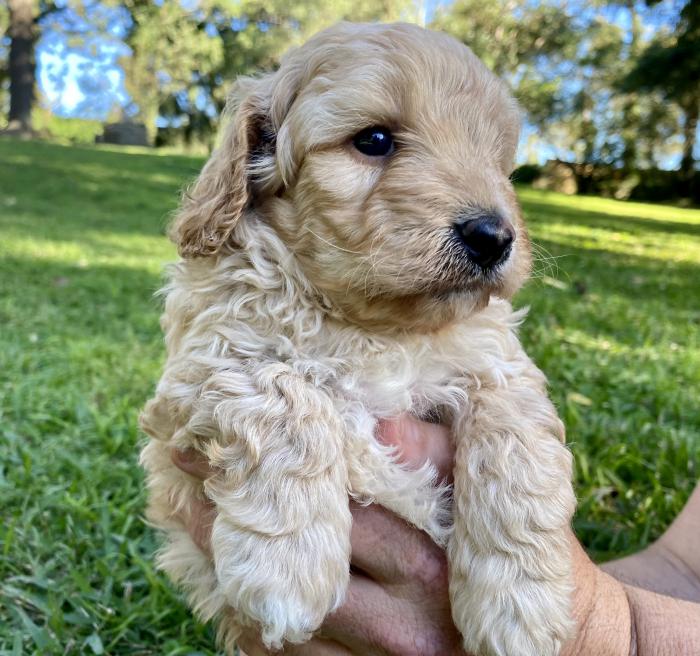Toy Cavoodle Puppies all girls 