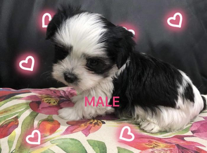 Maltese x yorkie puppies due in June  (morkie)