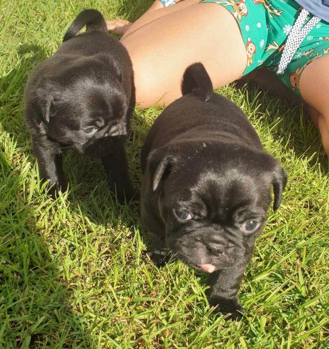Purebred Pug Puppies for sale