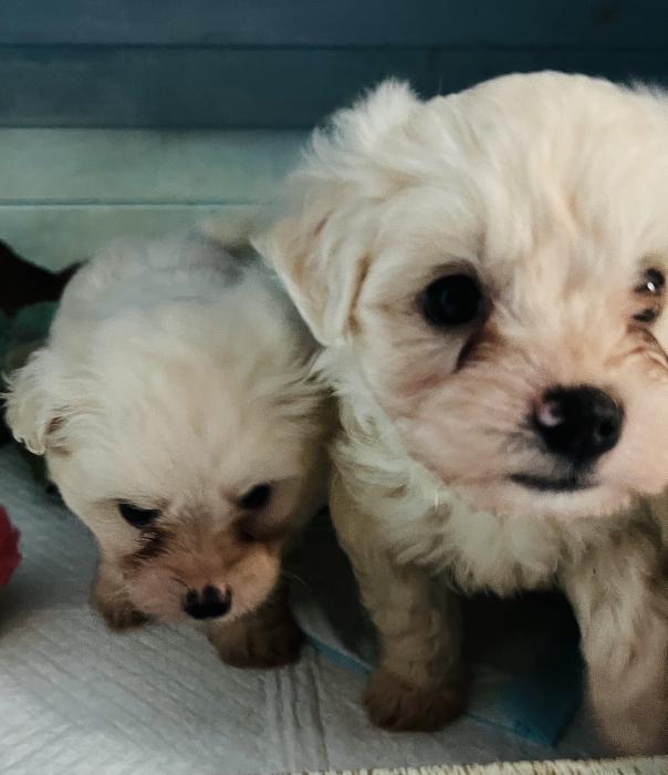 Moodle/Bichon Friese puppies