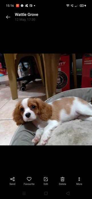  Pure Bred King Charles Cavaliers Ready For Forever Home Now