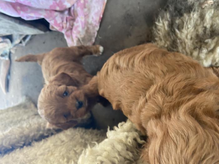 Red mini/toy Cavoodle puppies $4500 each 