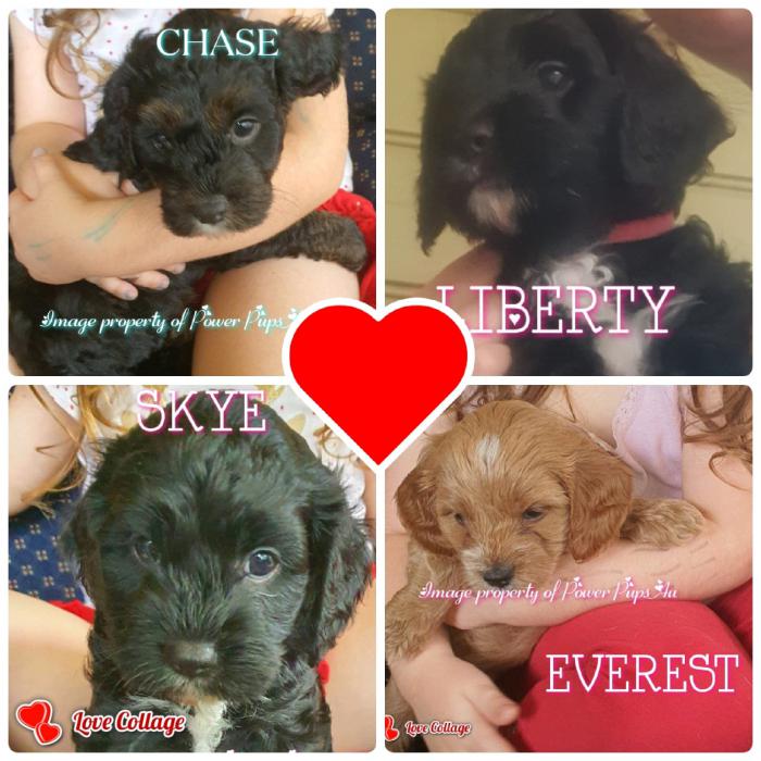 Toy Cavoodles 2 boys and 3 girls ruby, B&T $4000
