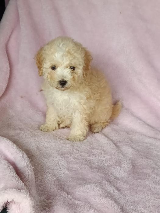 Beautiful Toy Poodle x Girls