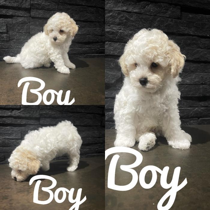 BICHOODLE PUPS- DNA CLEAR NON SHEDDING TEDDY BEARS 