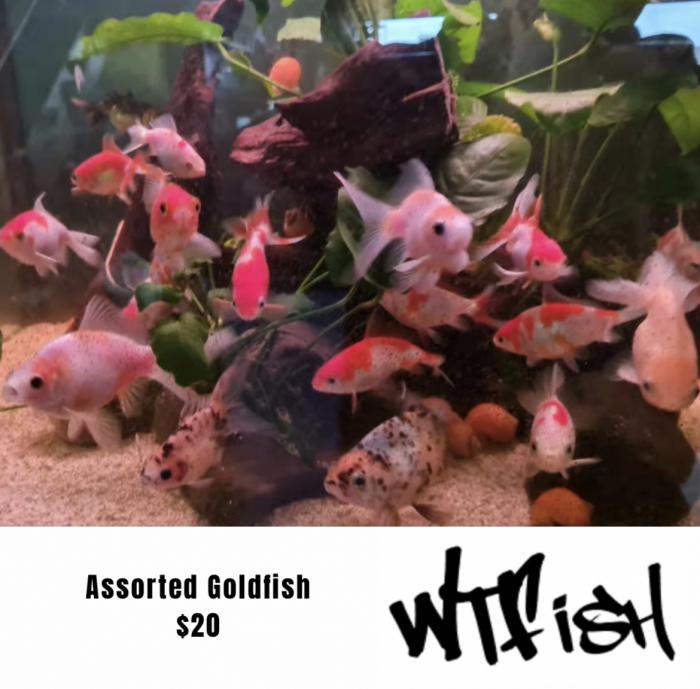 Assorted Goldfish at $20 Available At WTFISH!