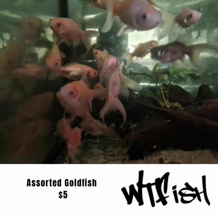 Assorted Goldfish At $5 Available at WTFISH!