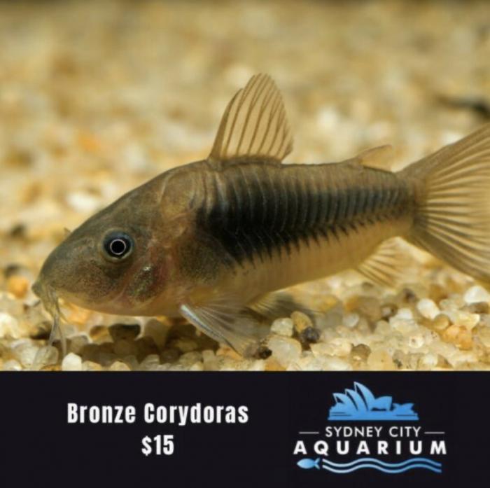 Bronze Corydoras Available At Sydney City Aquarium!