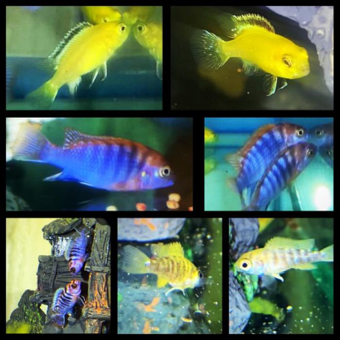Weekend Special  10 Fish For $40