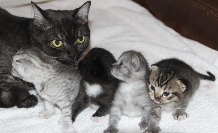 Adorable British Shorthair Kittens - $3500 each 