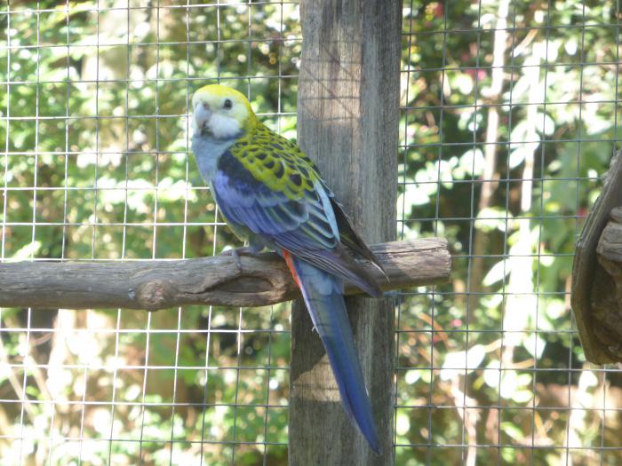Young Pale Headed Rosellas