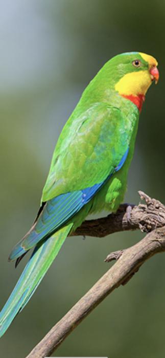 2020 bred Superb parrot male