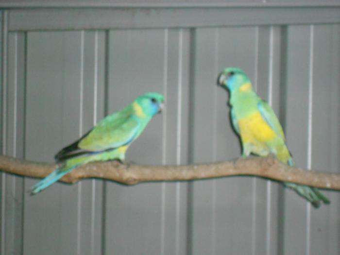 Cloncurry Parrots