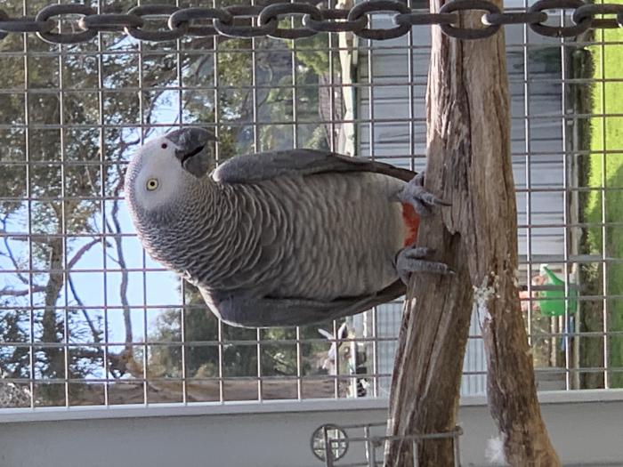 Wanted African greys