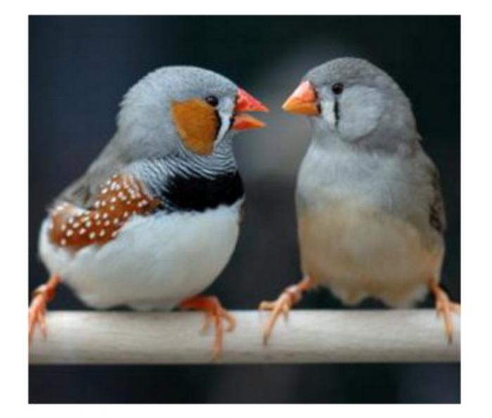 Zebra Finch for sale 4 for $10 