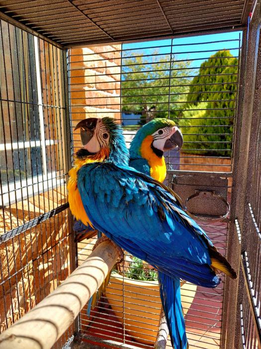Female Blue and Gold Macaw 3m old Ready now