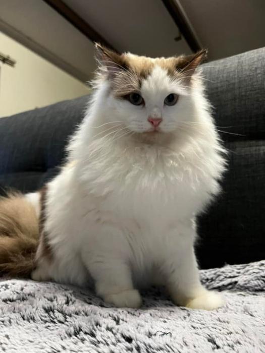 Ragdoll male desexed young adult cat.