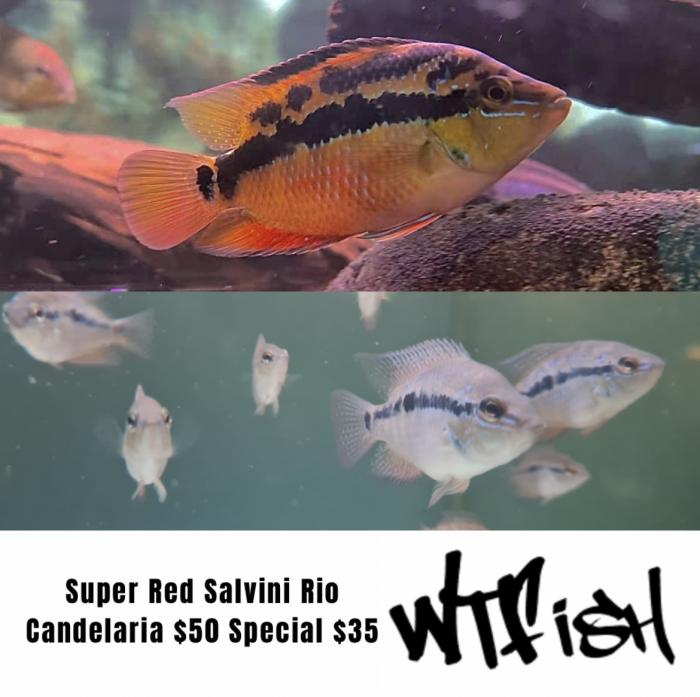 Super Red Salvini Rio Candelaria On Special At WTFISH!