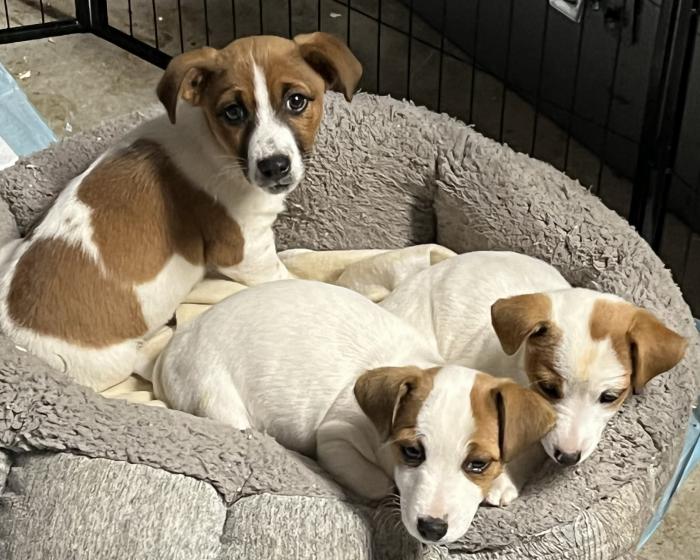 Jack Russell Pups-Only 2 Left 