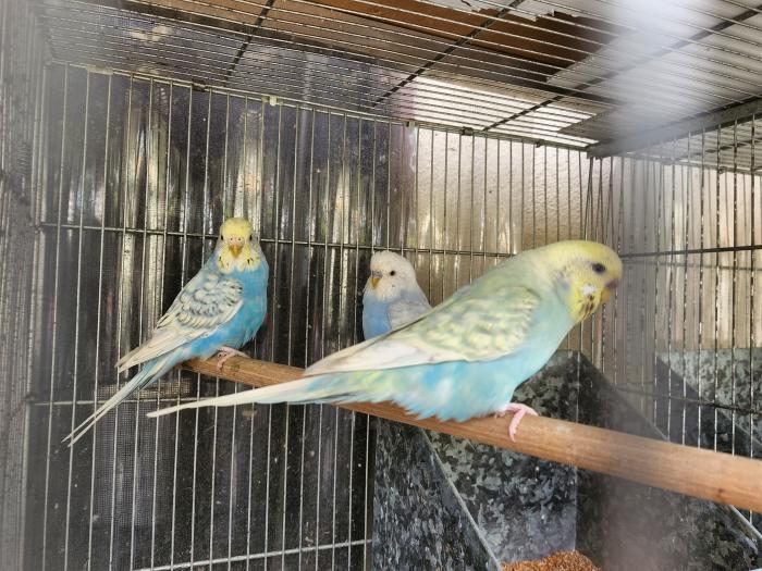 Mature Budgies ready to breed