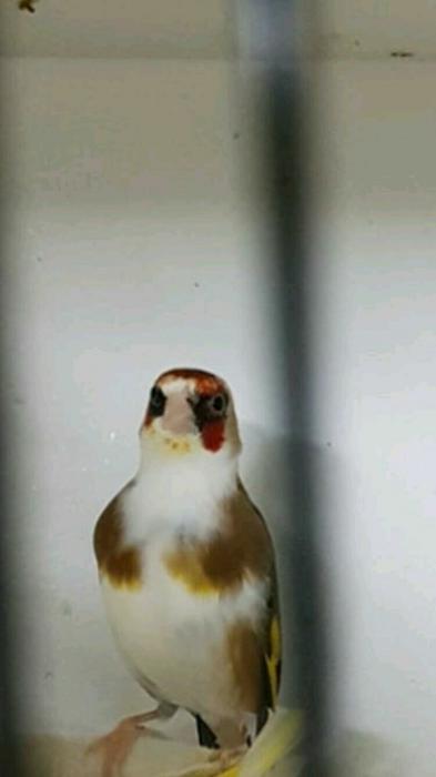 Goldfinch Mutations WANTED