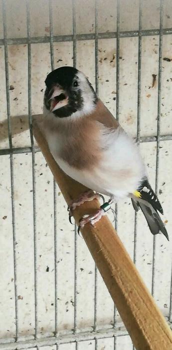 Goldfinch Mutations WANTED