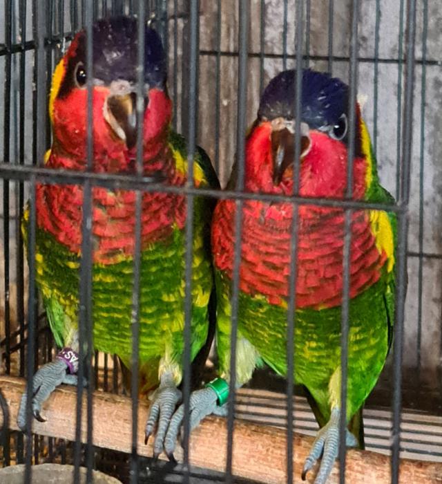 related hand reared ornate lorikeets 