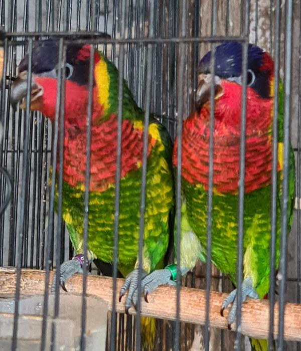 related hand reared ornate lorikeets 